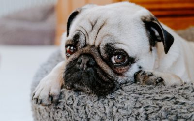 How to Help Dogs and their Owners with Separation Anxiety