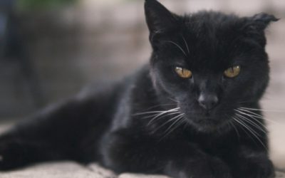 18 Reasons We’re Lucky to Have Black Cats