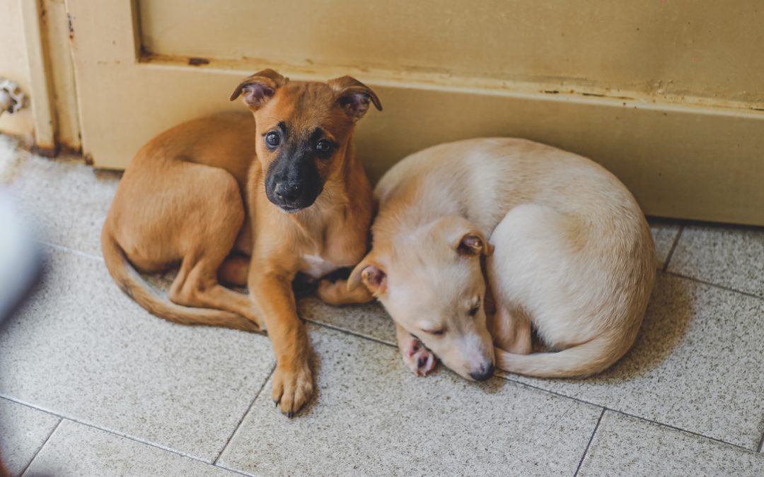 Increase Adoptions By Sending More Animals Home