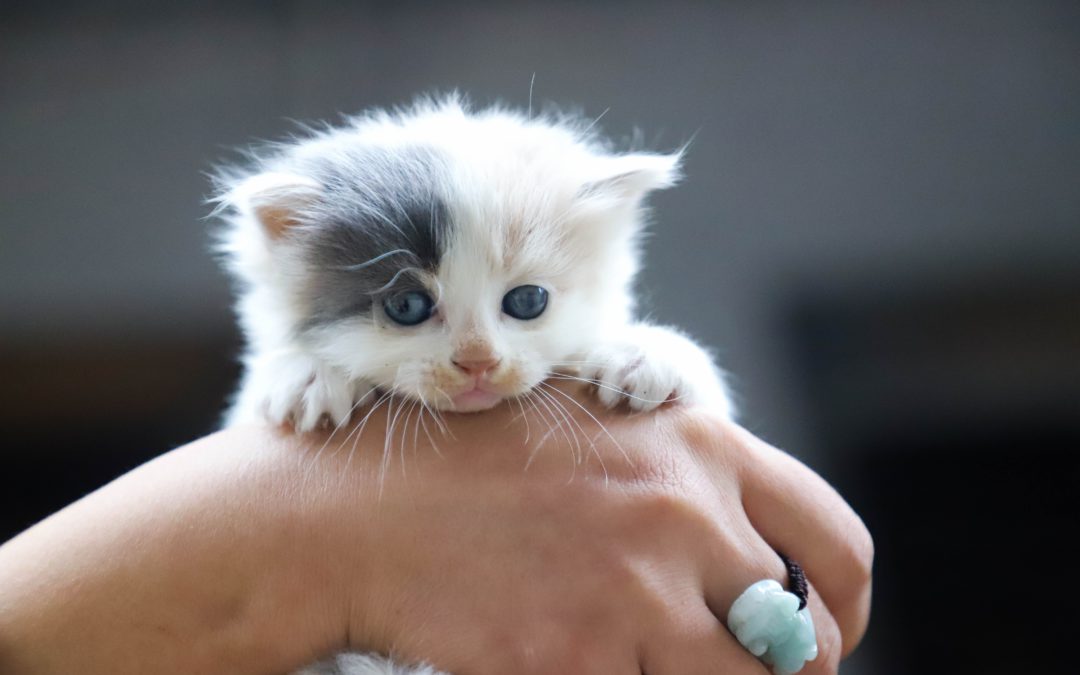 How to Foster Kittens: A Pawlytics Guide to Fostering Kittens
