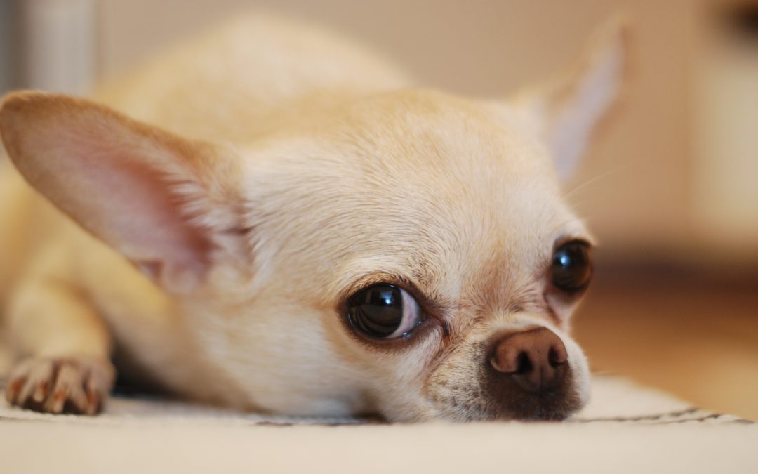 Rescue Spotlight: World-Class Care for Chihuahuas In Need