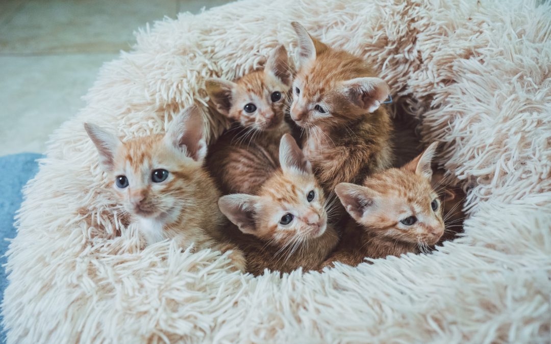 How to Socialize Shy Kittens