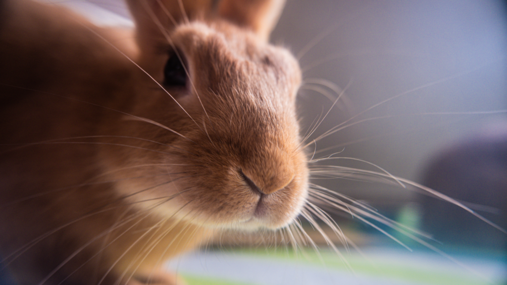 Homless Rabit Rescue Spotlight: Helping Homeless Rabbits Find Forever Homes - Pawlytics