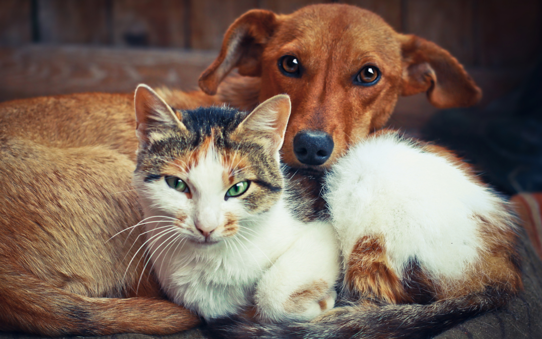 How to Start an Animal Rescue: A Pawlytics Guide