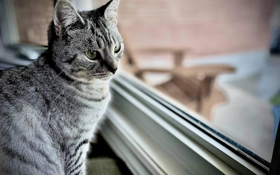Rescue Spotlight: A Canadian Cat Rescue Providing Comprehensive Vet Care