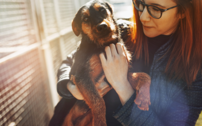 How to Build a Culture of Philanthropy into Your Animal Shelter