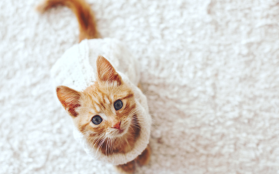 Your Guide to Adopting a Rescue Kitten