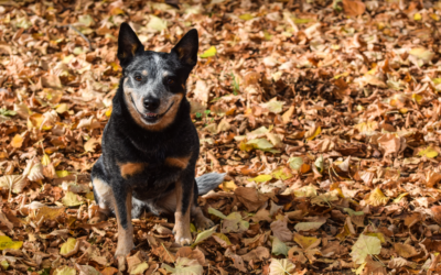 8 Reasons We’re Thankful for Pets this Thanksgiving