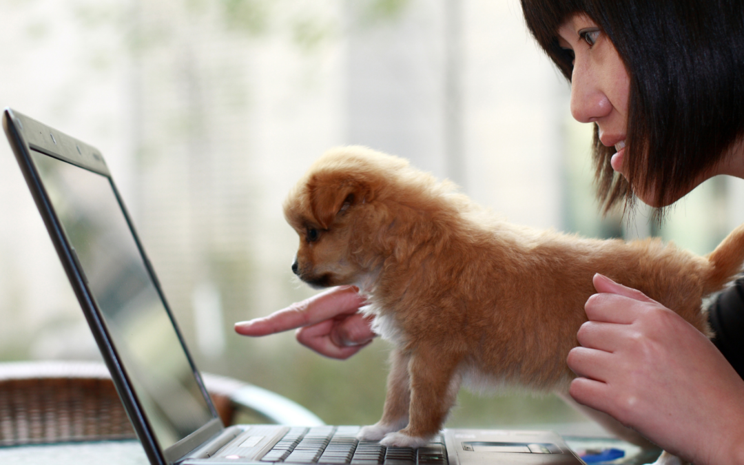5 Social Media Tips to Help Pets Get Adopted