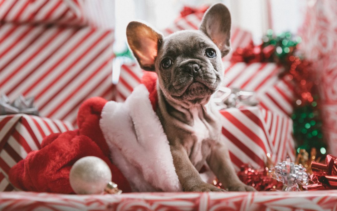 Combating the Myth Behind Holiday Pet Adoptions