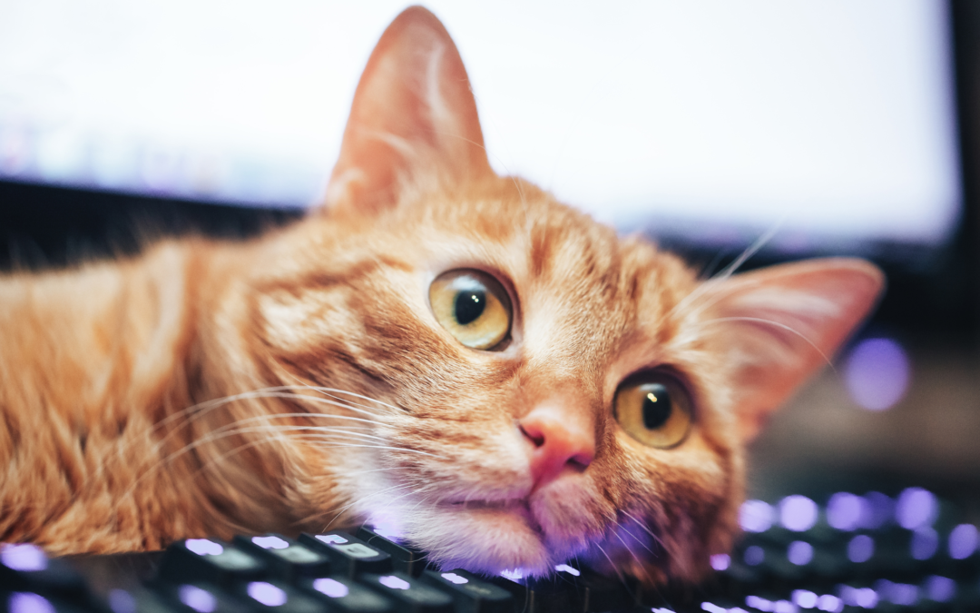How to Create an Email Marketing Campaign for Your Animal Rescue