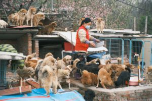 Woman feeding shelter dogs