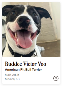 dog for adoption named Buddee Victor Voo