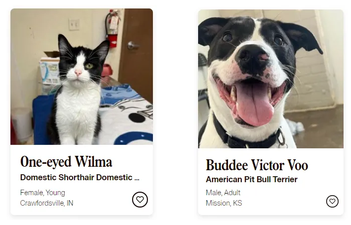 pet listings showing a cat named one-eyed wilma and a dog named buddee victor voo