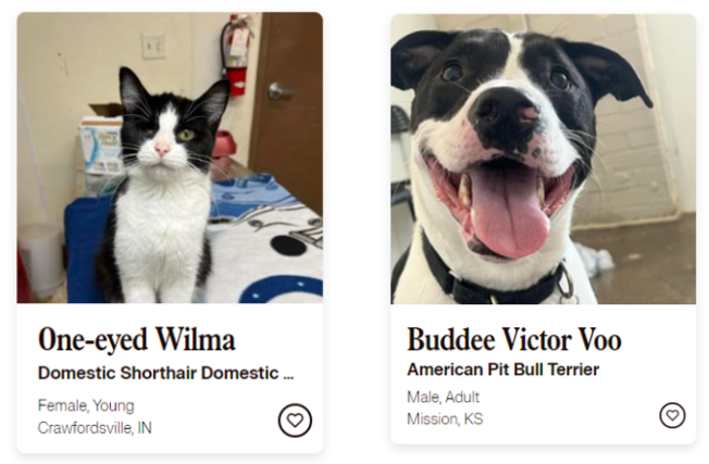 pet listings showing a cat named one-eyed wilma and a dog named buddee victor voo