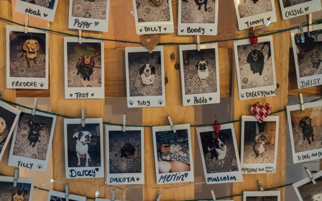 polaroid photos of dogs and cats listed on a wall