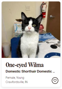 cat for adoption named One-eyed Wilma