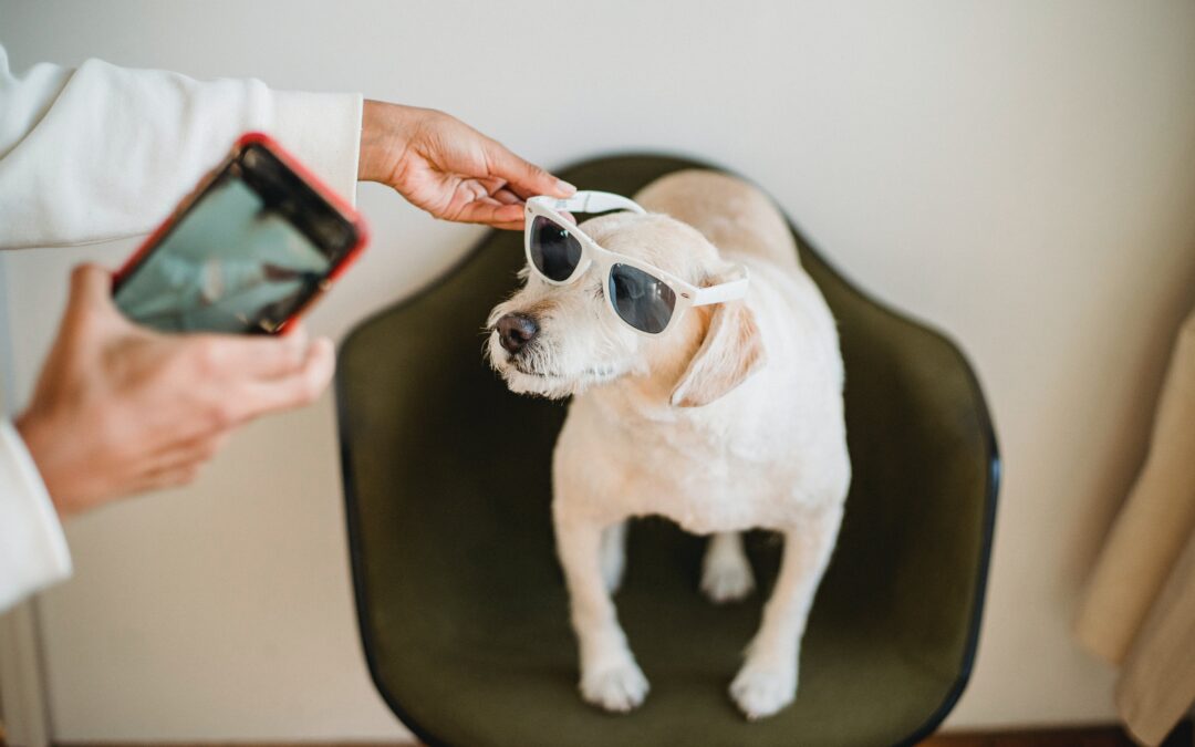 pet owner adjust sunglasses on dog to take social media pictures