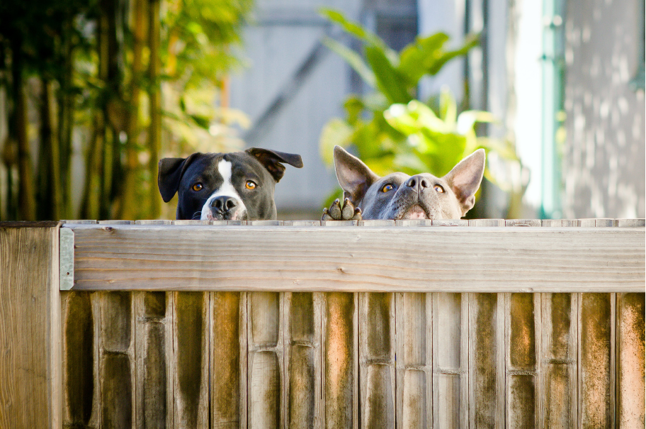 dogs peaking over a fence