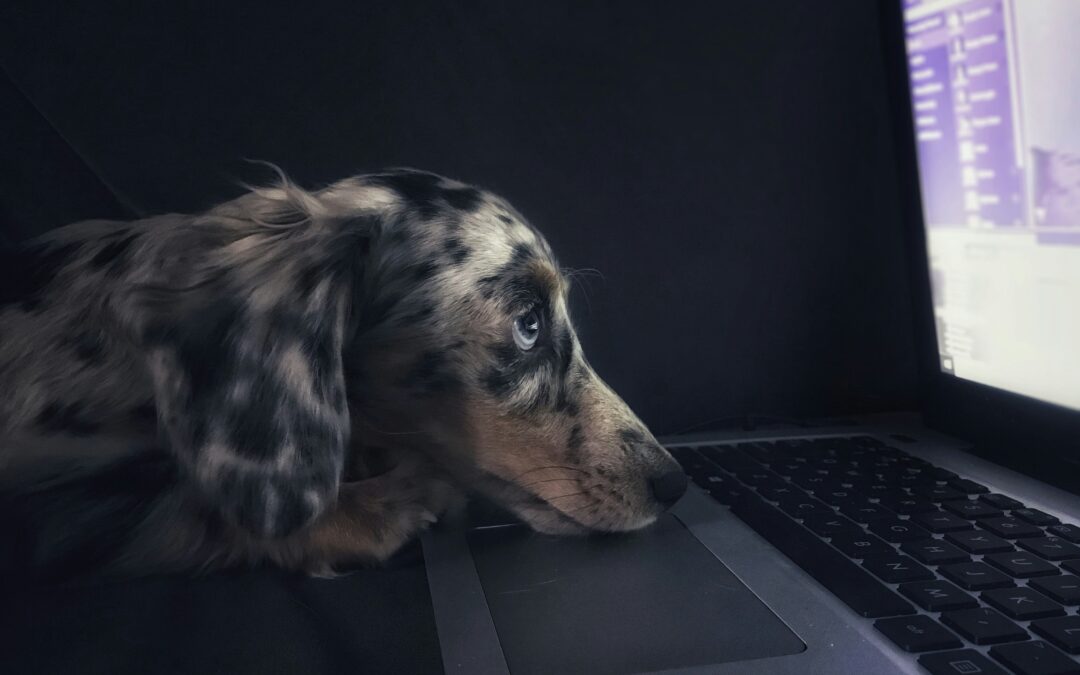 Monday, Asana, and Airtable, Oh My! All-In-One Animal Rescue Management