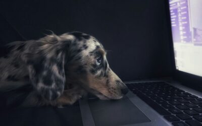 Monday, Asana, and Airtable, Oh My! All-In-One Animal Rescue Management