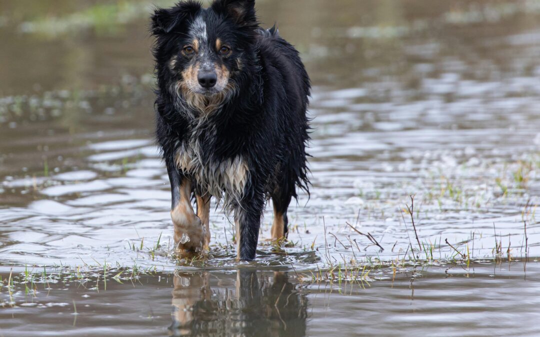When Disaster Strikes: How Animal Shelters Mobilize to Save Lives