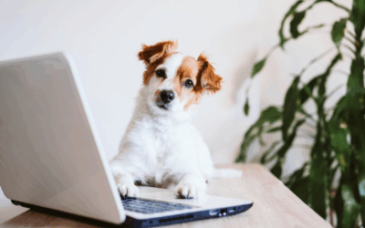 Slack for Animal Rescue and Shelter Communication: A practical guide.