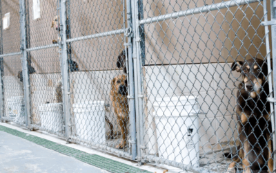 What Shelter Dog Activity Data Tells Us About Life in Shelters and Life After Adoption